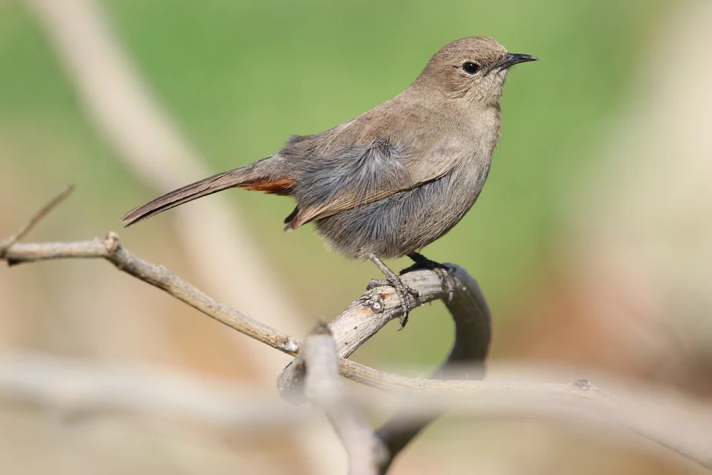 Cebu-Spießschwanz (Robsonius thompsoni)