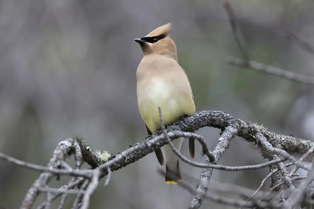 Cedar Waxwing (Bombycilla cedrorum)