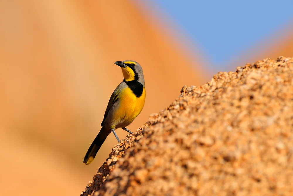 Ceylon-Bülbül (Telophorus zeylonus)
