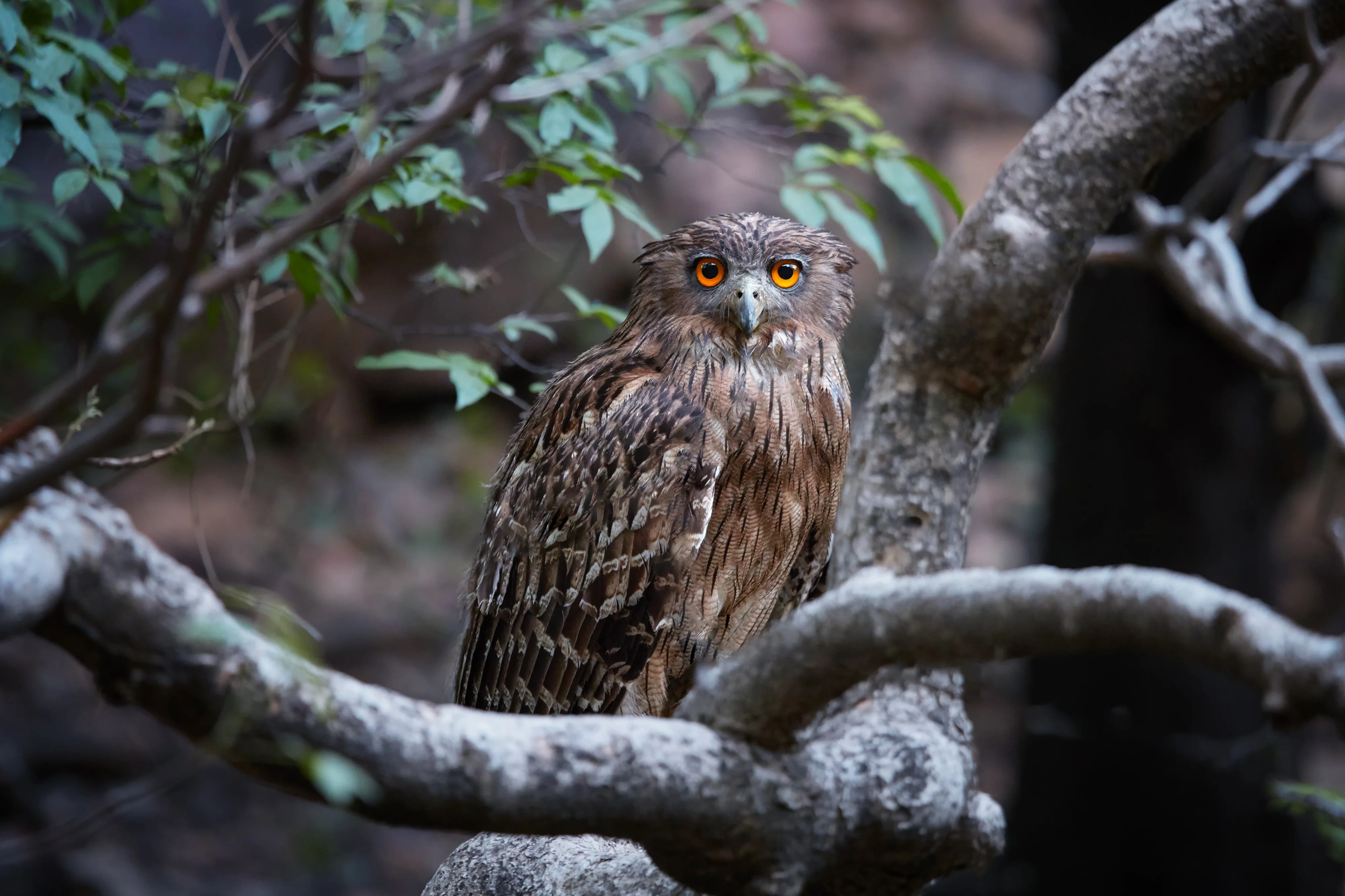 Ceylon-Fischuhu (Ceylon-Fischuhu)