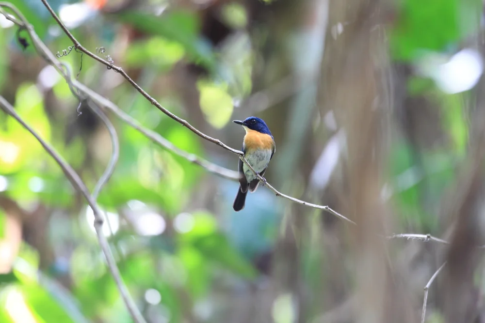 Ceylon-Fliegenschnäpper (Cyornis lemprieri)