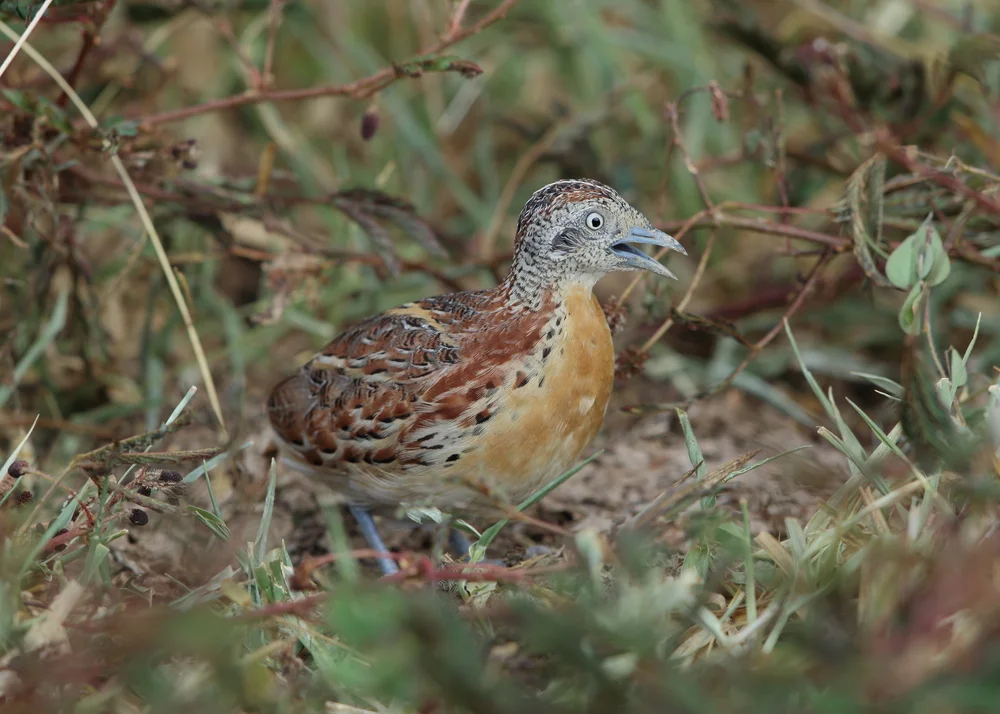 Ceylon-Laufhühnchen (Turnix sylvaticus)