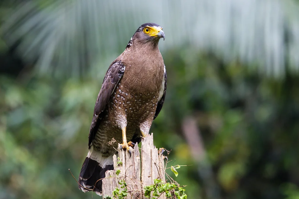 Ceylon-Schlangenadler (Spilornis cheela)