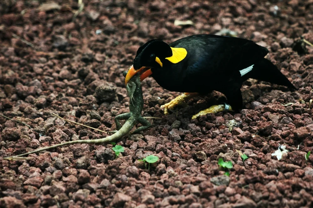 Ceylon-Würgerkrähe (Gracula robusta)