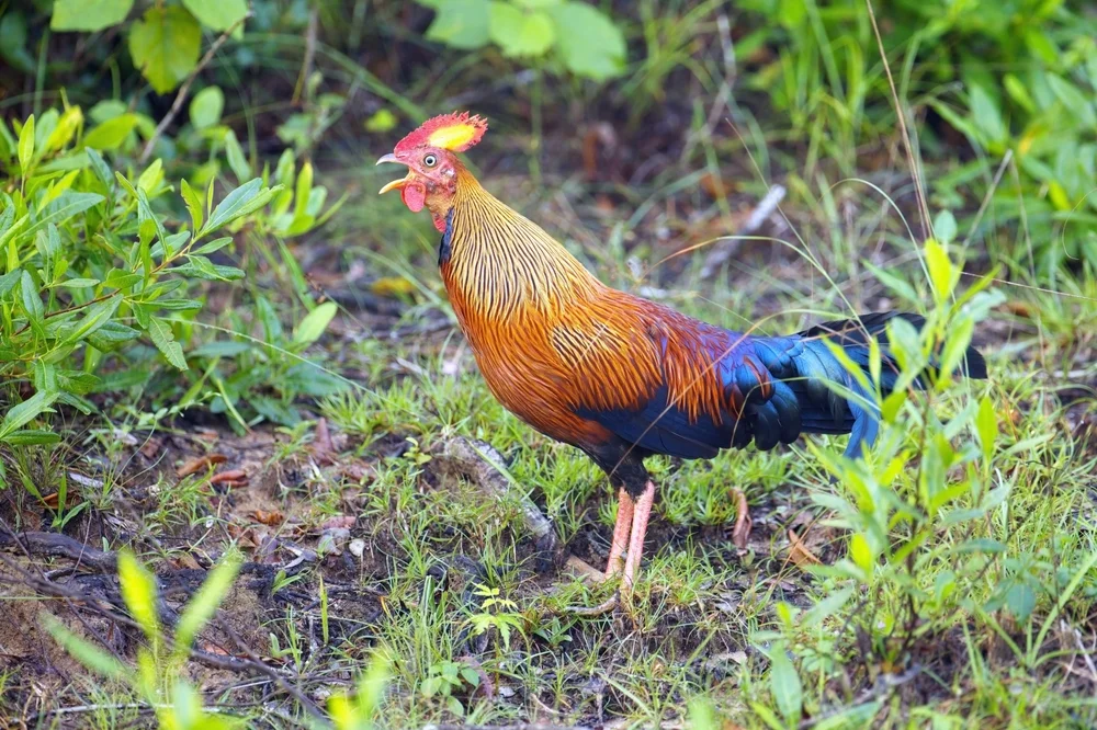 Ceylonhuhn (Gallus lafayettii)