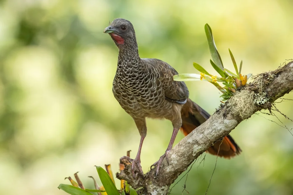 Chachalakas (Ortalis)