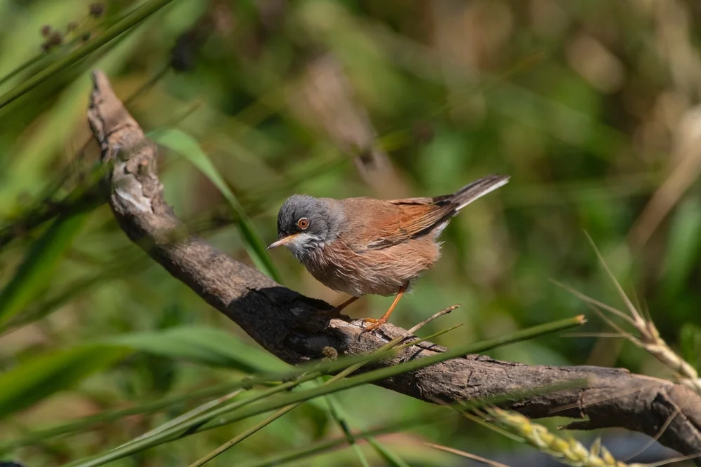 Changbai-Grassänger (Locustella portenta)