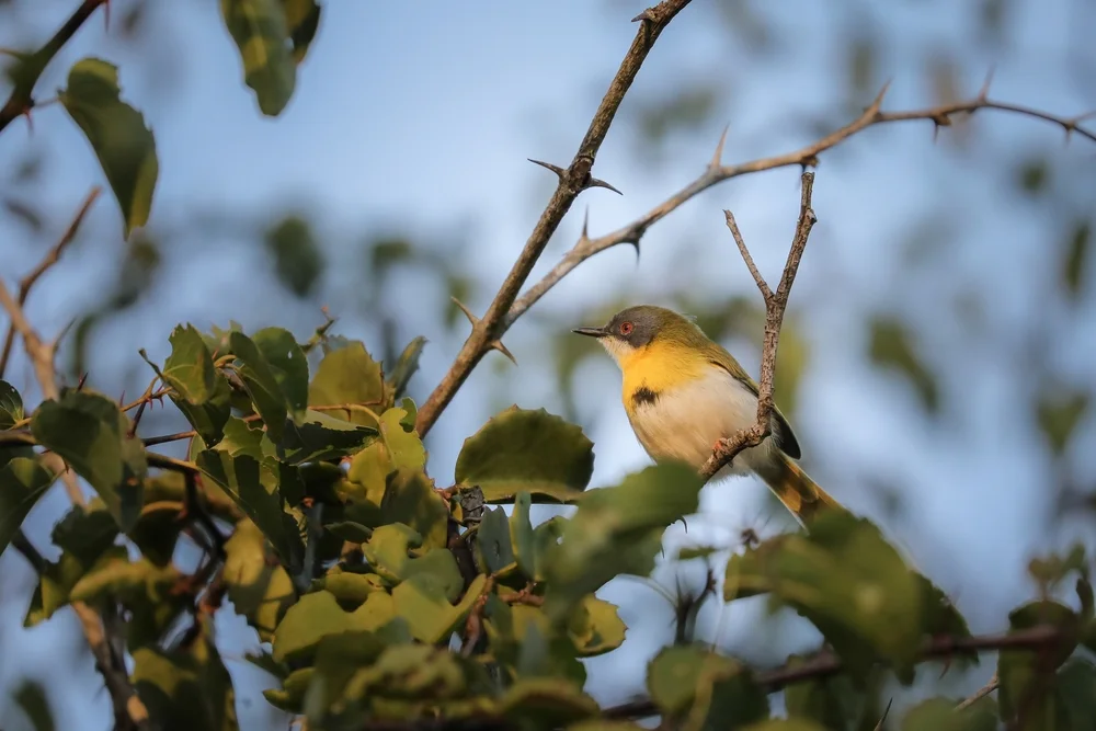 Chapins Grasmücke (Chapins Apalis)