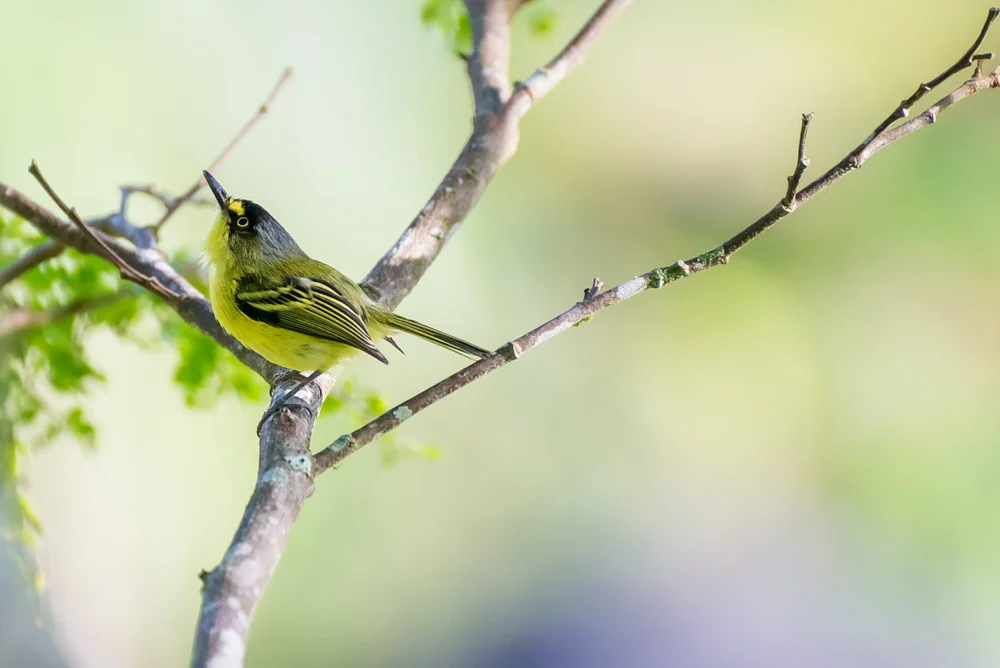 Chapmans Blattspäher (Phylloscartes chapmani)