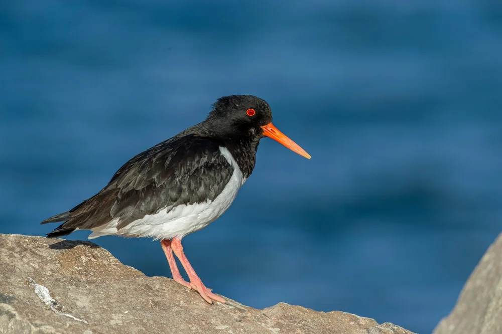 Chatham-Austernfischer (Haematopus chathamensis)