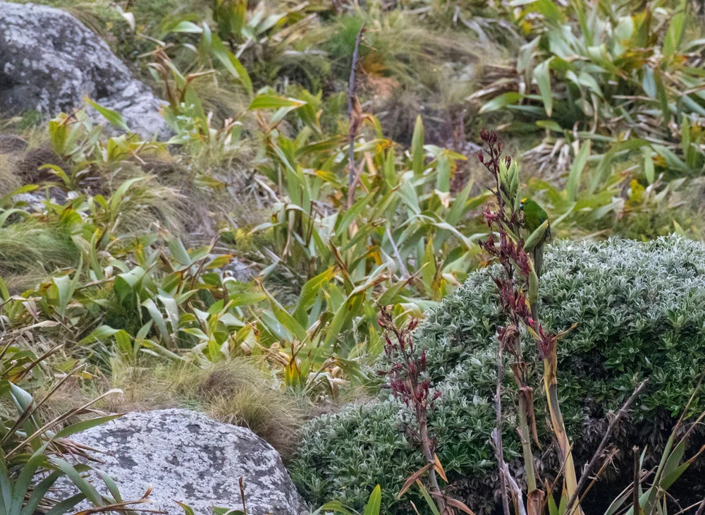 Chatham-Insel-Kakariki (Cyanoramphus forbesi)