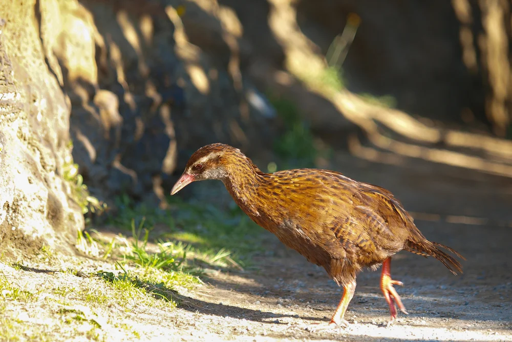 Chatham-Inseltakahe (Gallirallus dieffenbachii)