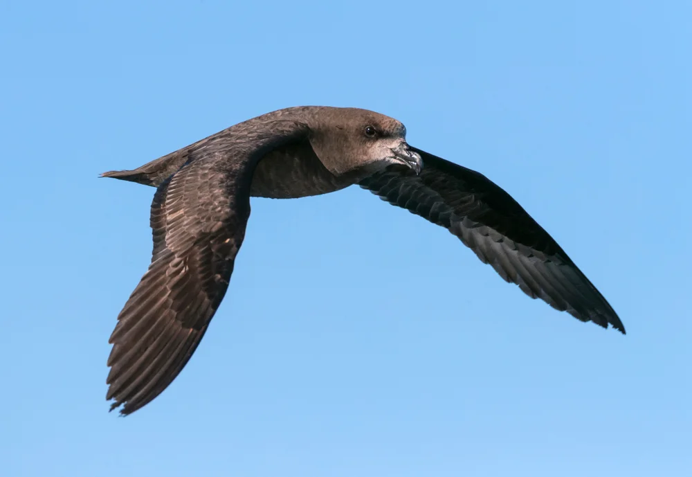 Chathamsturmvogel (Pterodroma axillaris)