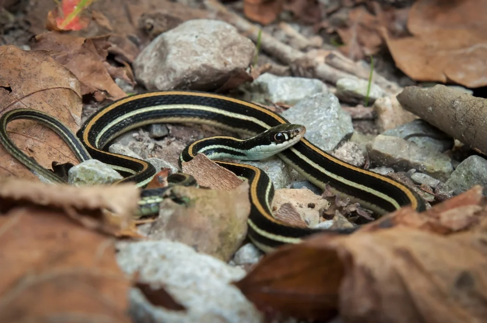 Checkered Garter Snake (Thamnophis marcianus)