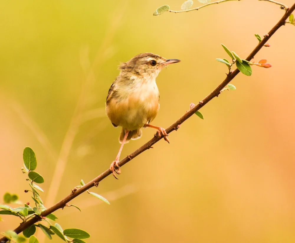 Chele-Lerche (Calandrella cheleensis)