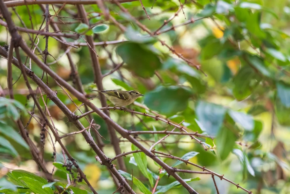 Chengs Grassänger (Locustella chengi)