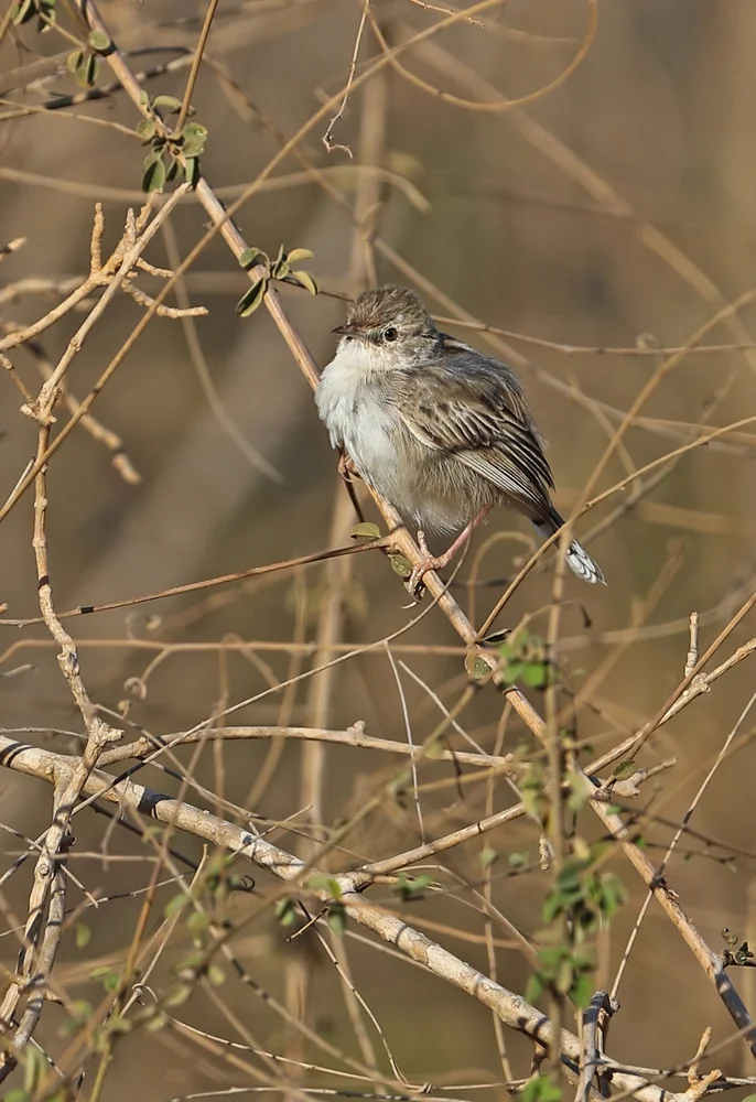 Cherina-Cistensänger (Cisticola cherina)
