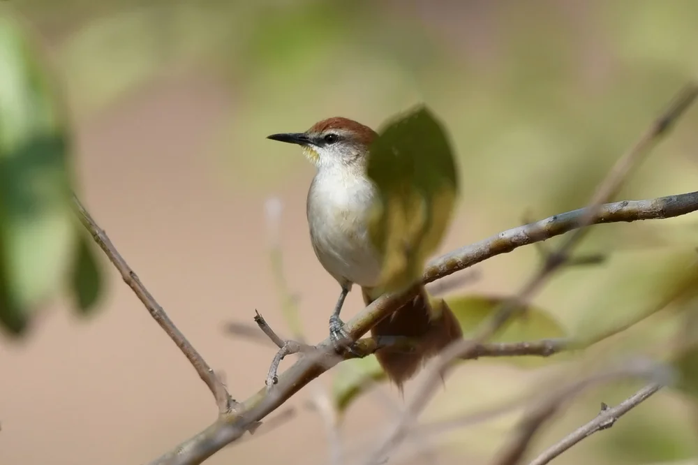 Cherrie-Dornensteiger (Synallaxis cherriei)
