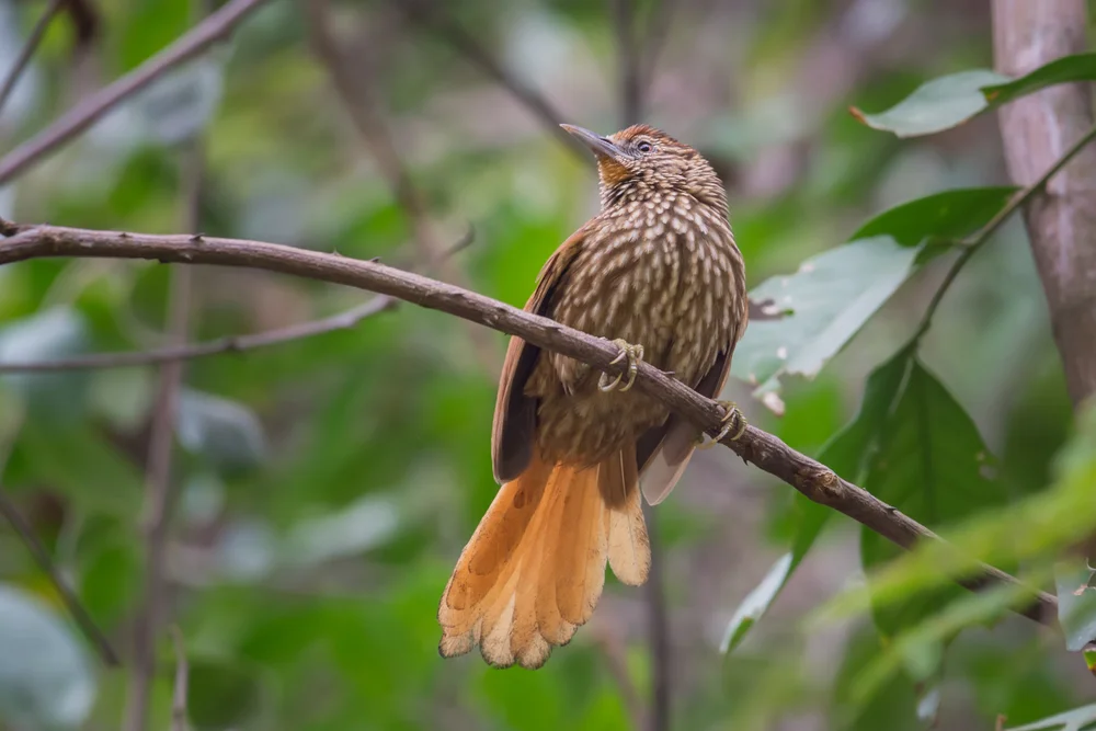 Cherries Ameisenschlüpfer (Thripophega cherriei)