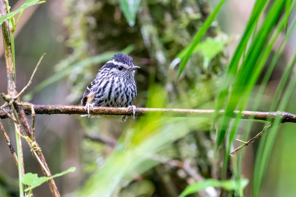 Cherries Zwergameisenschlüpfer (Myrmotherula cherriei)
