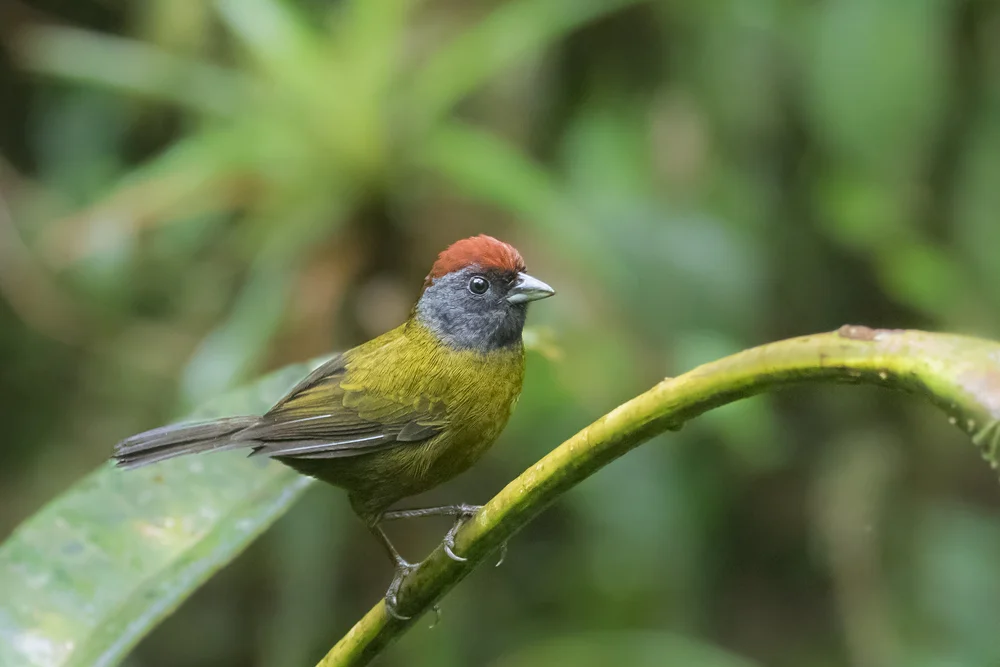 Chestnut-capped Brushfinch (Arremon castaneiceps)