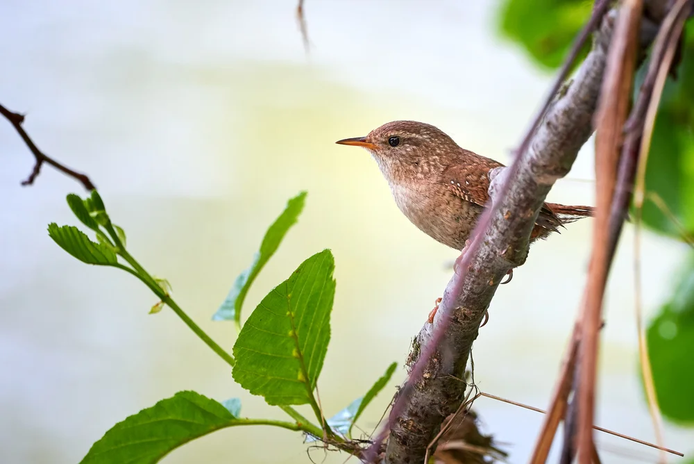 Chicomendes-Zwergtyrann (Zenaida asiatica)