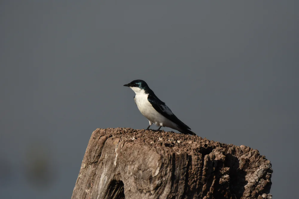 Chile-Schwalbe (Tachycineta meyeni)