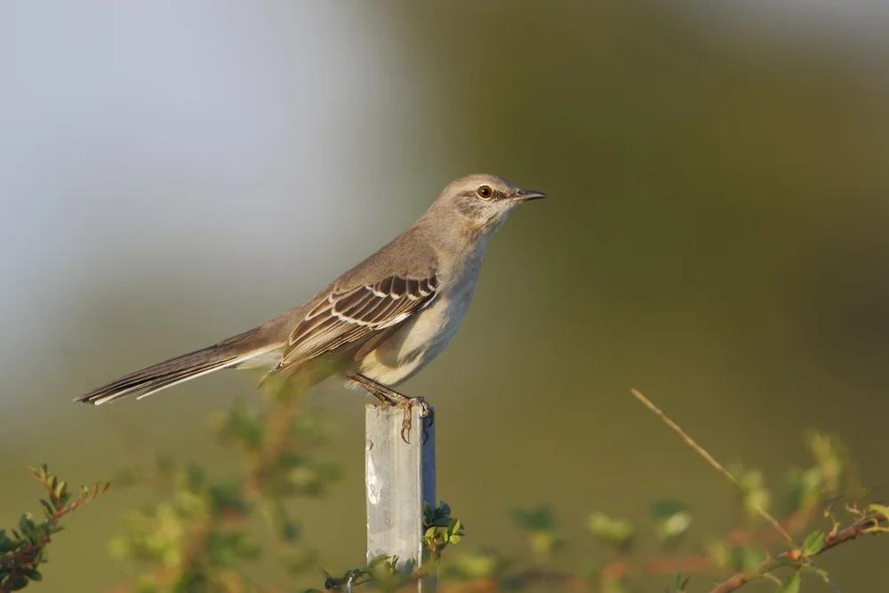 Chile-Spottdrossel (Mimus thenca)