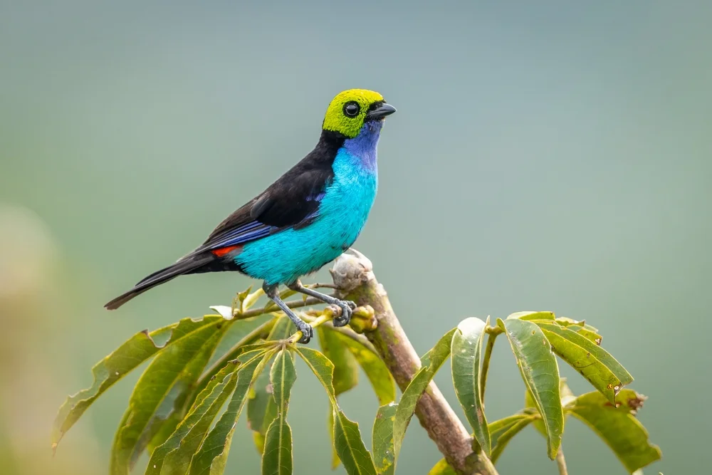 Chile-Tangare (Tangare chilensis)