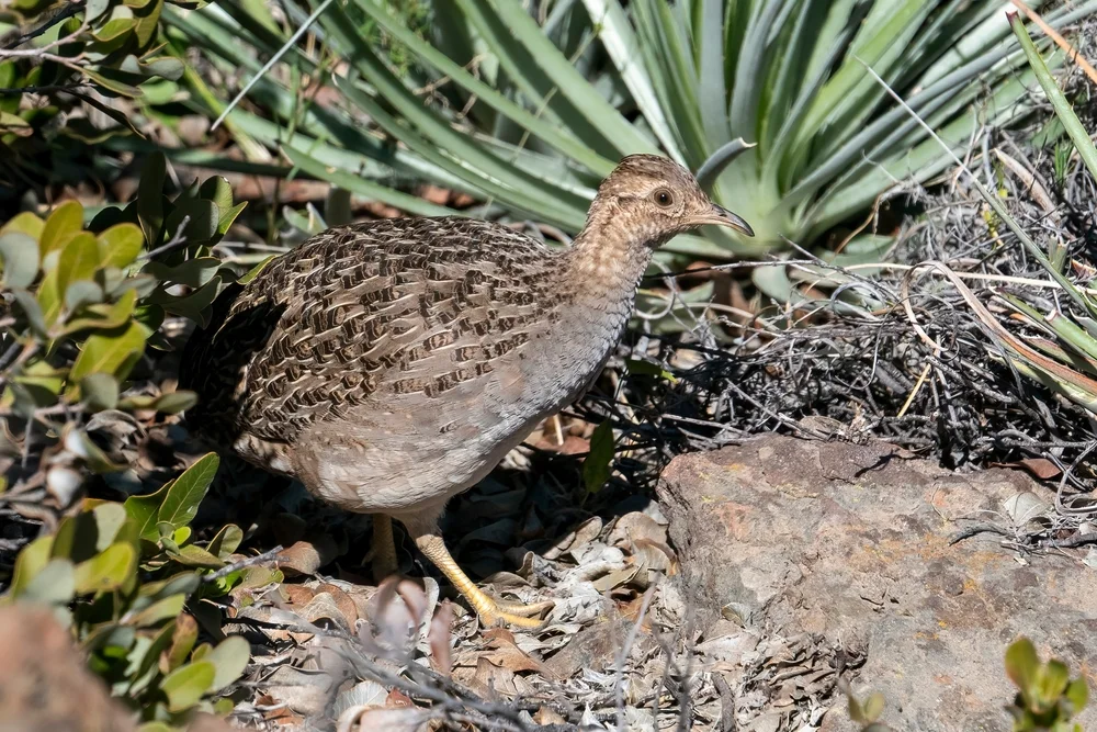 Chile-Tinamu (N0thoprocta perdicaria)