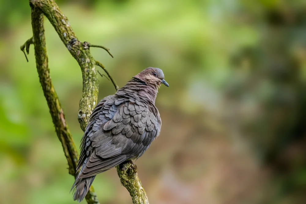 Chile-Turteltaube (Patagioenas araucana)