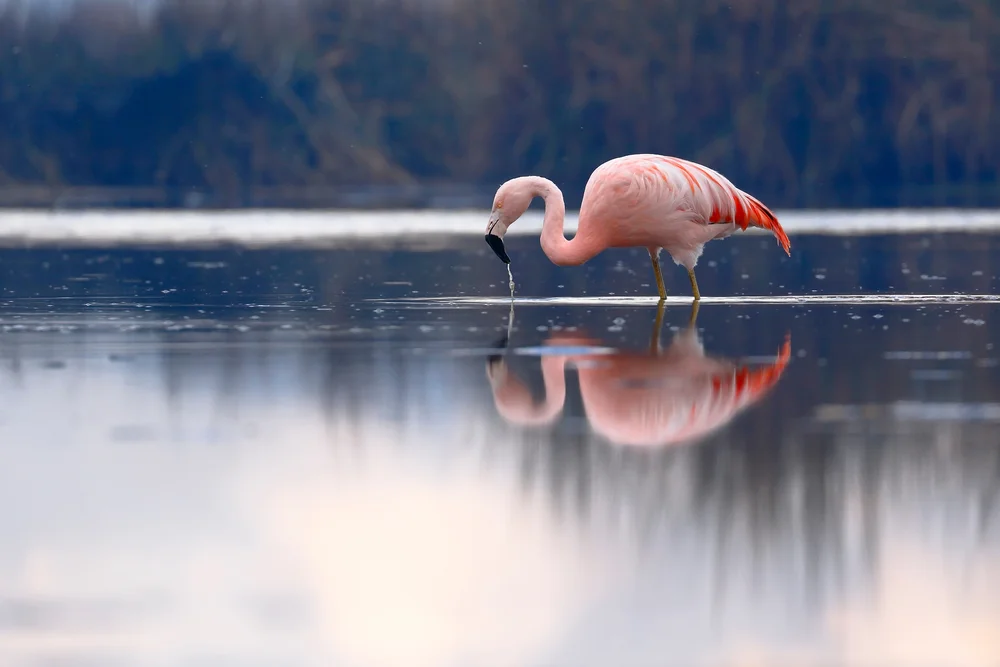 Chileflamingo (Phoenicopterus chilensis)