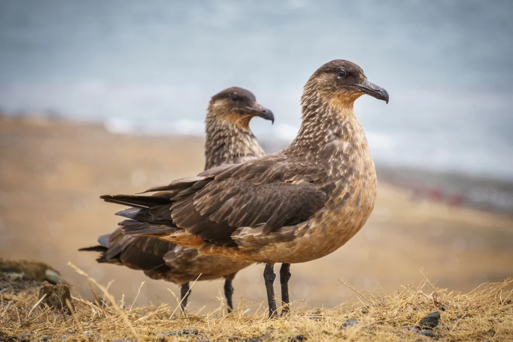 Chilescharbe (Stercorarius chilensis)