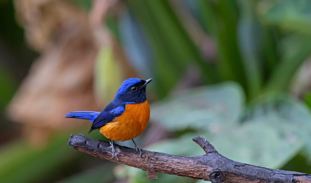 Chinaspotted Flycatcher (Niltava davidi)