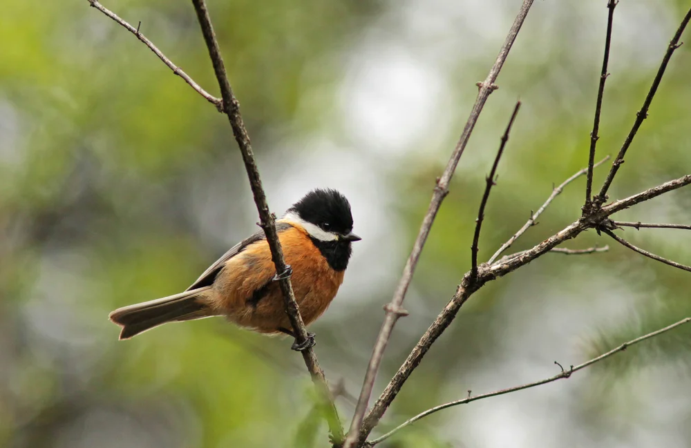 Chinasumpfmeise (Poecile davidi)