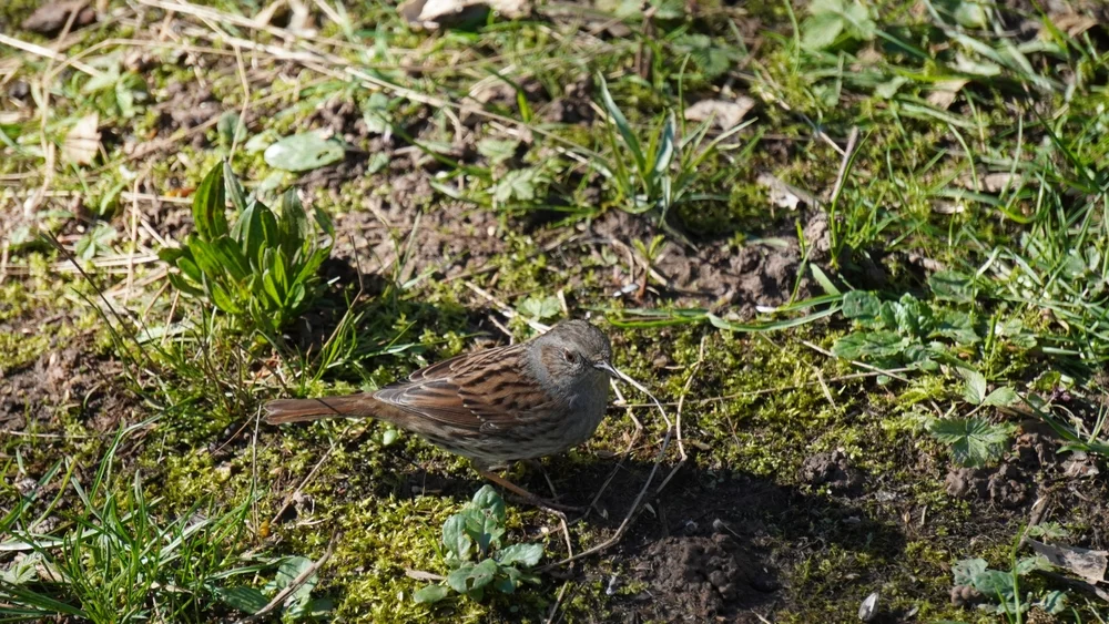 Chinese Braunelle (prunella koslowi)