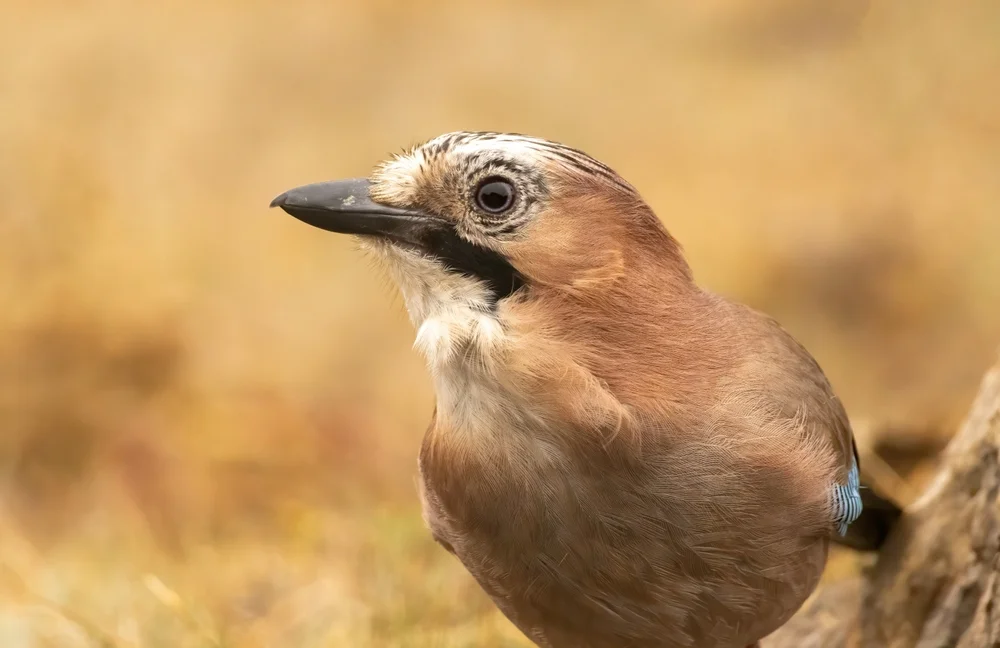 Chinese Pied Wheatear (Podoces pleskei)