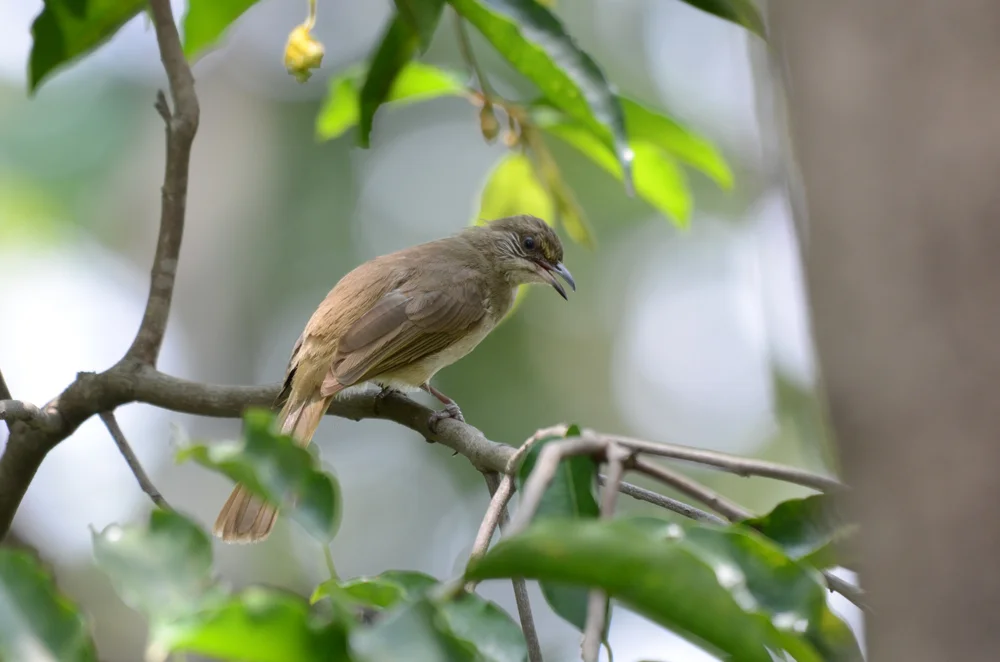 Chinesische Dickschnabeldrossel (Pycnonotus simplex)