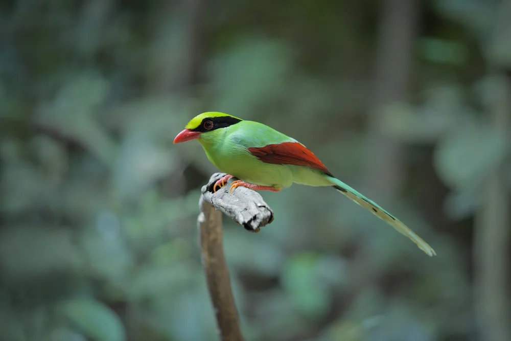 Chinesische Elsterdrossel (Cissa chinensis)