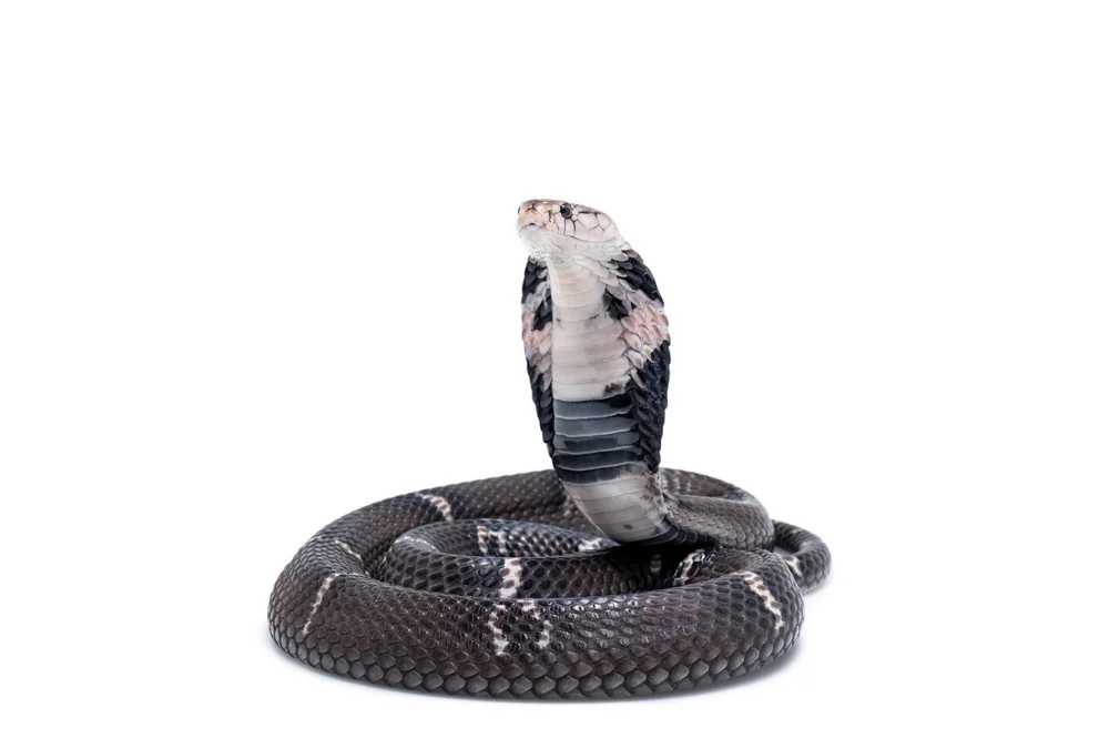 Chinesische Kobra (Naja atra)