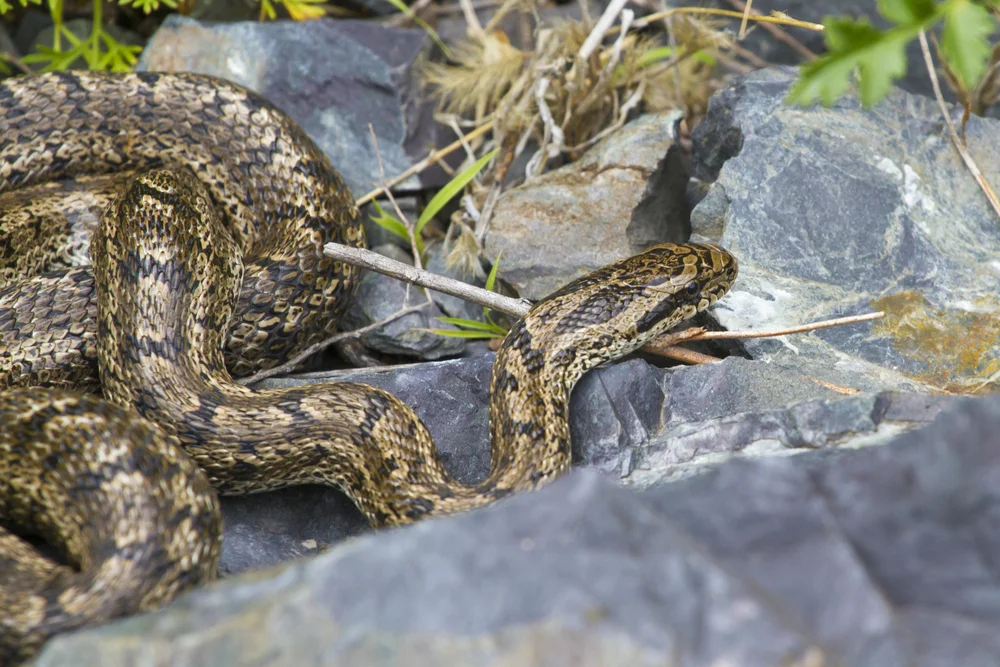 Chinesische Lanzenotter (Gloydius halys)