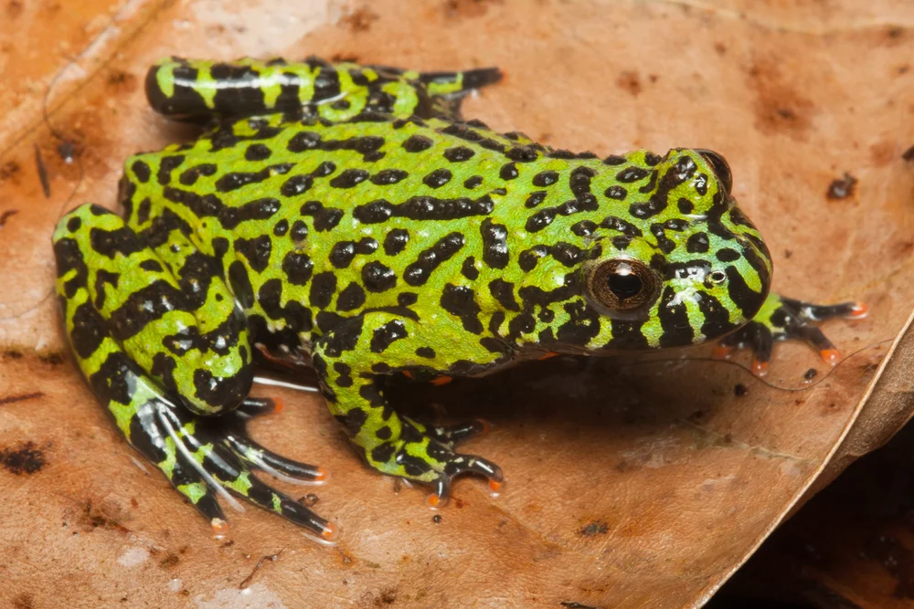 Chinesische Rotbauchunke