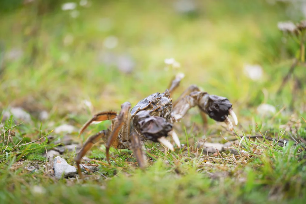 Chinesische Wollhandkrabbe