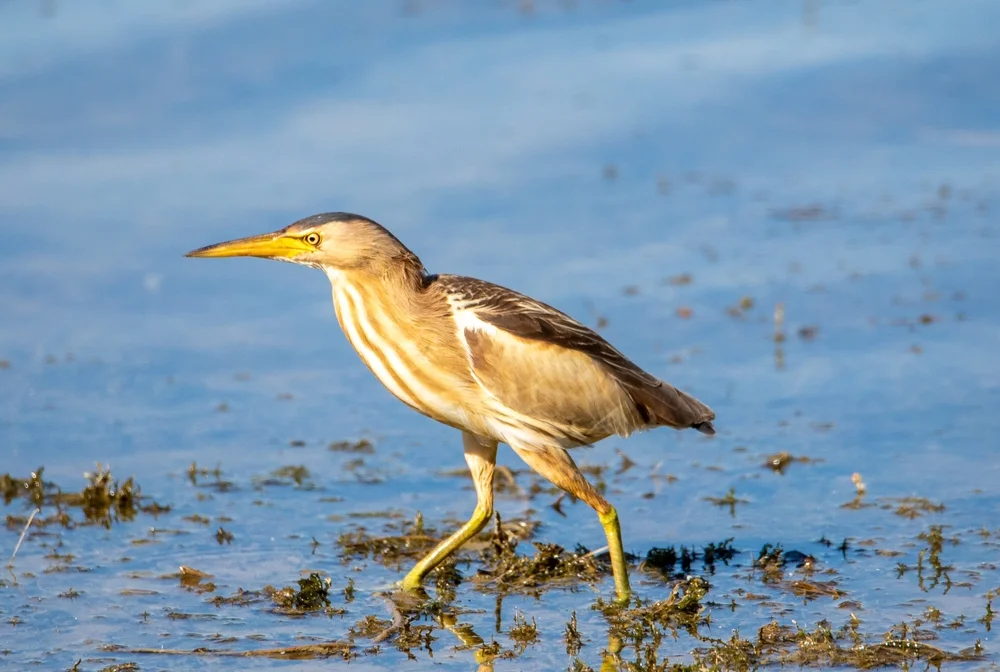 Chinesische Zwergdommel (Ixobrychus sinensis)