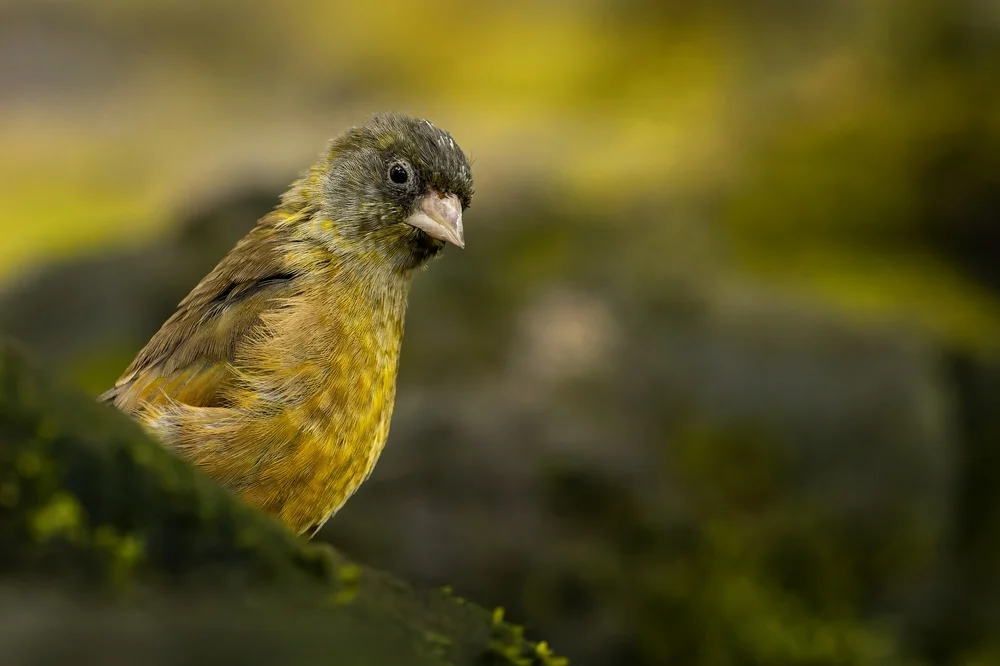 Chinesischer Grünfink (Chloris sinica)
