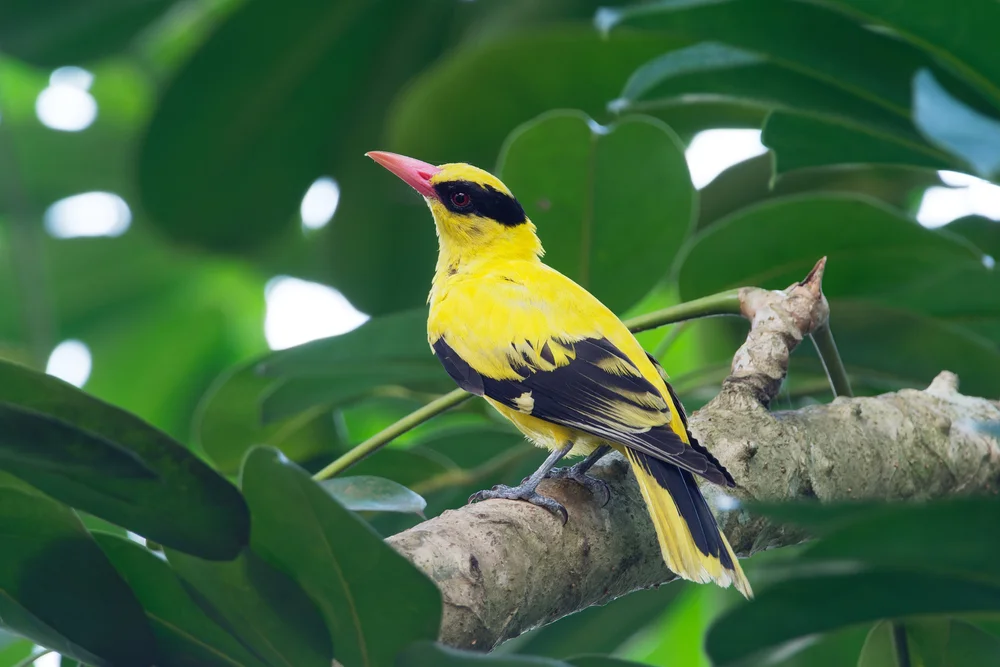 Chinesischer Pirol (Oriolus chinensis)
