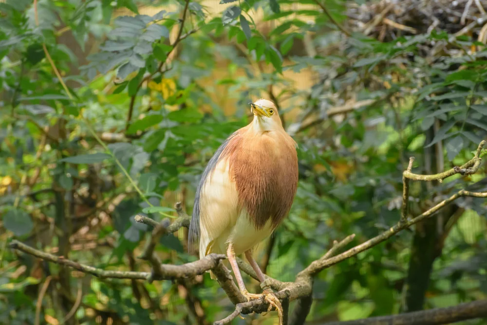 Chinesischer Rallenreiher (Ardeola bacchus)