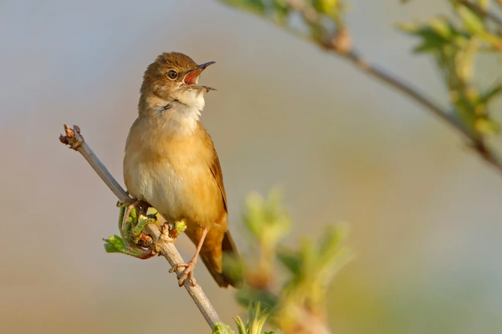 Chinesischer Sprosser (Locustella idonea)