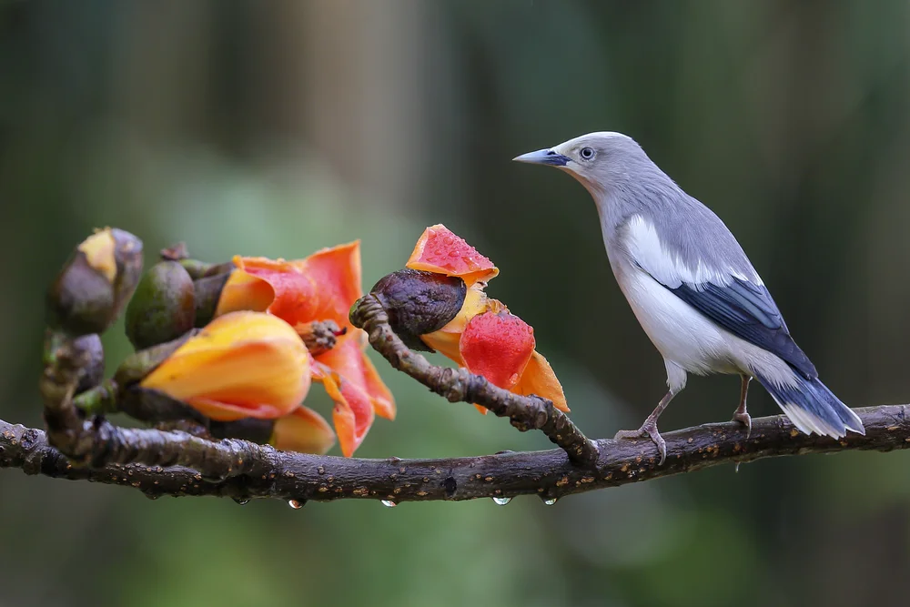 Chinesischer Stare (Sturnia sinensis)
