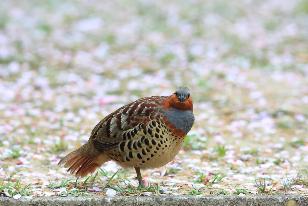 Chinesisches Bambushuhn (Bambusicola thoracicus)